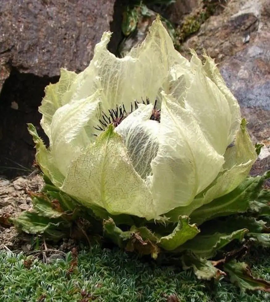 《我化风行万里》立即观看！《我化风行万里》73集1080P高清资源-夸克网盘播放下载