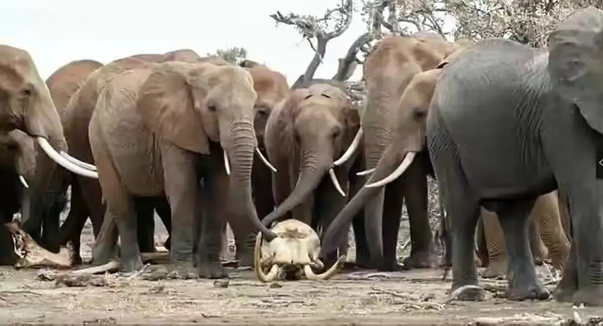 《女王的大象 / La regina degli elefanti》《女王的大象》绝了！这个被大象养大的女孩，竟把贵族圈搅得天翻地覆！《女王的大象》1080P超清未删减版资源《女王的大象 / La regina degli elefanti》