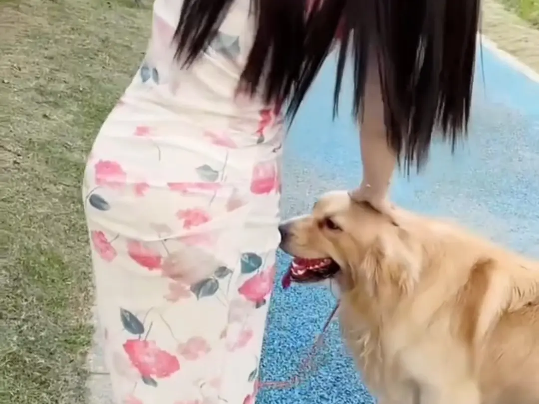 《抖音香香公主与爱犬金毛科普视频》全集超清资源《抖音香香公主与爱犬金毛科普视频》百度网盘免费领取